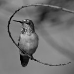HummerBW4.jpg