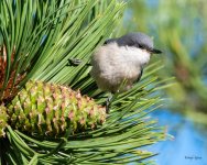 PygmyNuthatch-401.jpg