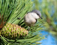 PygmyNuthatch-400.jpg