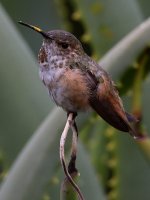 Hummer8.jpg