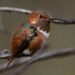 Hummer38.jpg