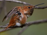 Hummer50.jpg