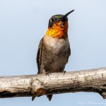 Hummers-0982.jpg