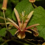 Passiflora2.jpg