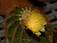 Cactus.jpg