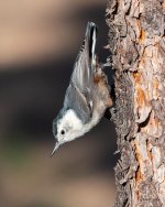 WBNuthatch-400.jpg