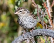 PineSiskin-400.jpg