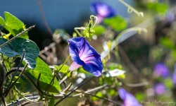 morning walk-8322.jpg