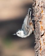 WBNuthatch-401.jpg