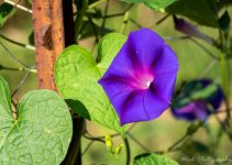 morning walk-8325.jpg