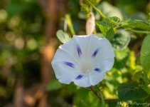 morning walk-8327.jpg