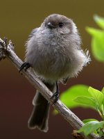 Tit.jpg