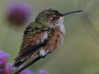 Hummer16.jpg