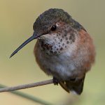 Hummer36.jpg