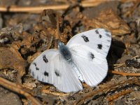 CheckerSpot.jpg