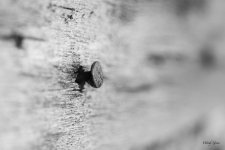 Nail-401.jpg