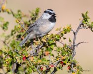 Chickadee-415.jpg