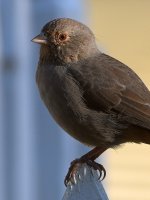 Towhee4.jpg