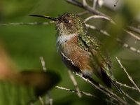 Hummer2.jpg