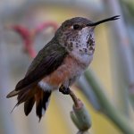 Hummer35.jpg