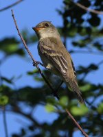 FlyCatcher.jpg