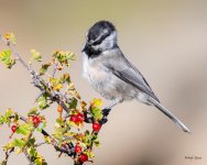 Chickadee-420.jpg