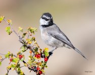 Chickadee-421.jpg