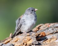 Junco-410.jpg
