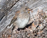 Junco-411.jpg