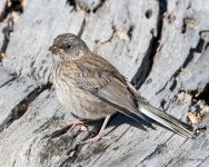 Junco-412.jpg