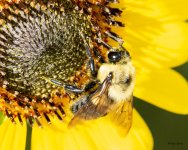Bee-420.jpg