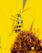 SpottedCucumber-400.jpg