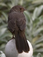 Towhee2.jpg