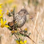PineSiskin-420.jpg