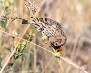 PineSiskin-421.jpg
