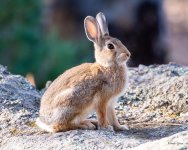 Rabbit-400.jpg