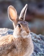 Rabbit-401.jpg