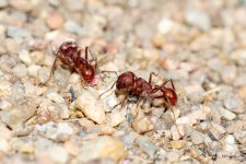 RedAnts-400.jpg