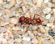 RedAnt-400.jpg