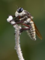 RobberFly.jpg
