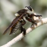 RobberFly4.jpg