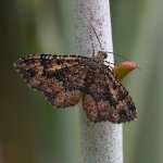 Moth.jpg