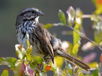 Sparrow3.jpg