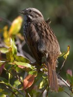 Sparrow4.jpg