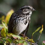Sparrow6.jpg