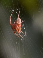 Spider.jpg