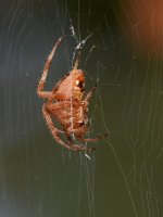 Spider3.jpg