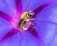 Bee-444.jpg