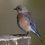 BlueBird.jpg