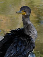 Cormorant4.jpg